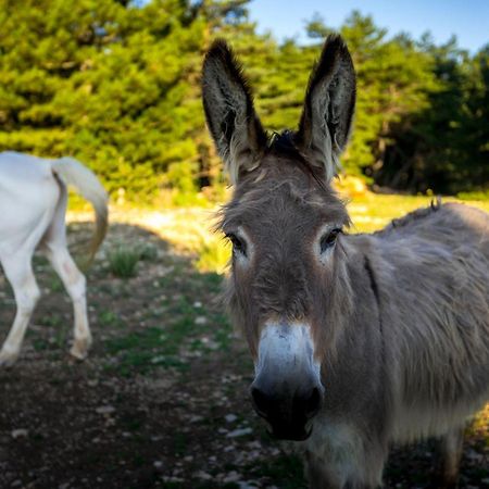 A Ventoux Yourte Monieux Buitenkant foto