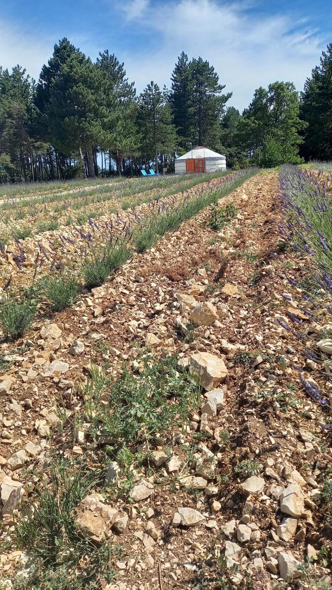 A Ventoux Yourte Monieux Buitenkant foto